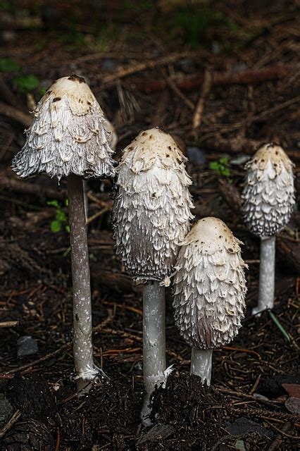 11 Edible Mushrooms In The Us And How To Tell Theyre Not Toxic 2022