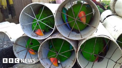 Exotic Indonesian Birds Smuggled In Drain Pipes Bbc News