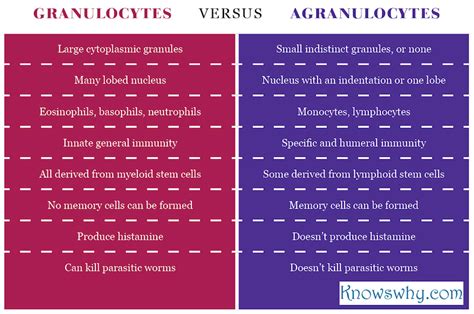 Difference Between Granulocytes And Agranulocytes