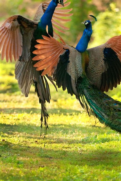 Pic microcontroller was developed by microchip technology in 1993. » Pea-se Don't Hurt Me! Stunning Pics Show Peacock Battle ...