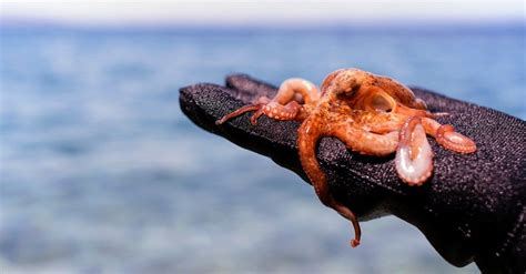Whats A Baby Octopus Called 4 More Amazing Facts Imp World