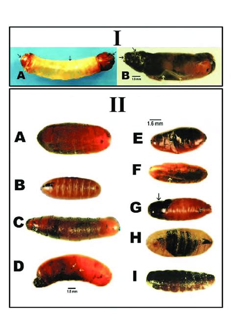 Pupal Abnormalities Of House Flies I Larval Pupal Intermediates A