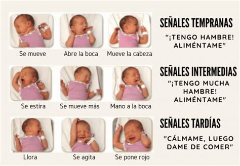Cu Les Son Las Se Ales Para Detectar Si Los Beb S Tienen Hambre