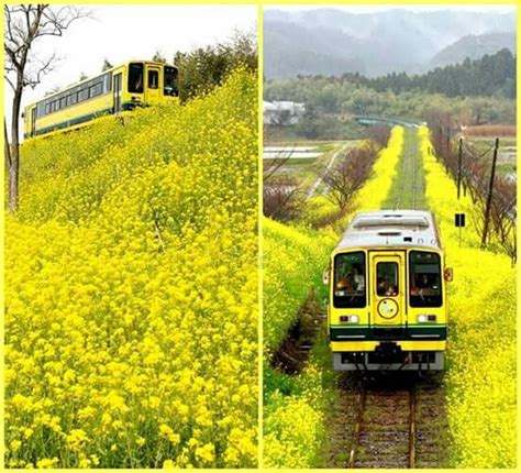 Isumi Line Japan Happy Monday Train Station Railroad Trains Earth Japan Yellow Places