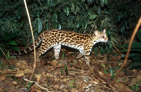 Endangered Animals In The Amazon Rainforest