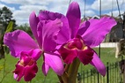 Flickr: The Cattleya (laeliinae) Orchids, Hybrids And Species Pool ...