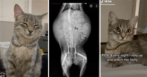 6 Month Old Kitten Goes In To Be Spayed Ends Up Announcing Her