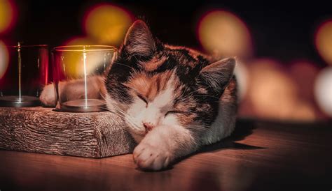 Cat Sleeping Hd Animals 4k Wallpapers Images Backgrounds Photos