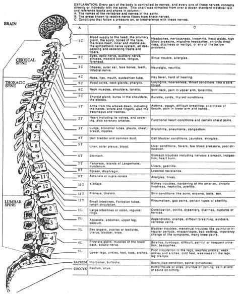 Dermatomes Map Images In Collection Page Printable Dermatome Porn Sex Picture