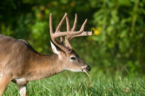 Best Places To Hunt Whitetail Deer The Survival Life