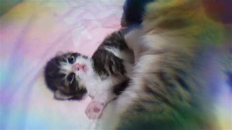 Persian Kittens Newborn Youtube