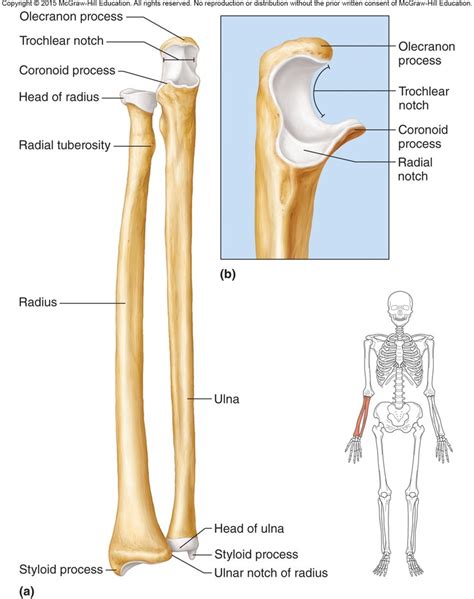 [diagram] elbow ulna diagram mydiagram online