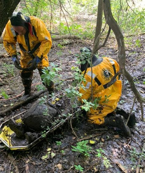 Roseville Fire Department Rescues Man Fully Trapped In Mud Cbs Minnesota