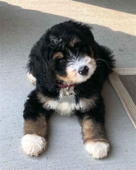 These loving, intelligent standard bernedoodle puppies are a cross between a bernese mountain dog and a standard poodle. Standard and Mini Bernedoodles Puppies For Sale | Poodles ...