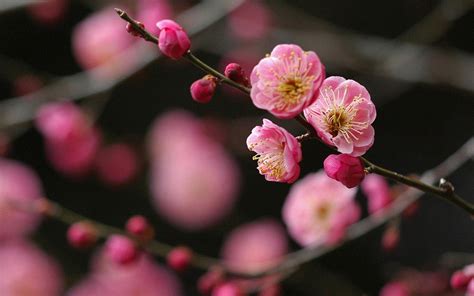 Japan Cherry Blossoms Flowers Spring Photos Wallpaper Nature And