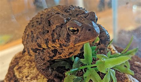 Tina The American Toad Hickory Knolls Discovery Center