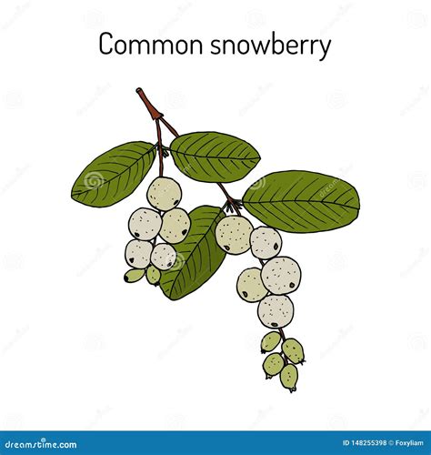 Common Snowberry Symphoricarpos Albus Ornamental And Medicinal Plant