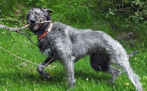 Irish Wolfhound Breed Information Guide Quirks Pictures Personality