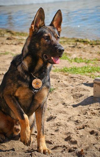 German Shepherds Police And Police Dogs On Pinterest