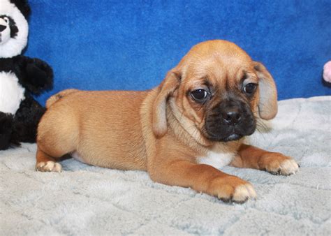 Puggle Puppies For Sale Long Island Puppies