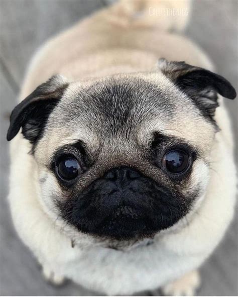 Acquire Terrific Tips On Chinese Pugs They Are Actually Offered For