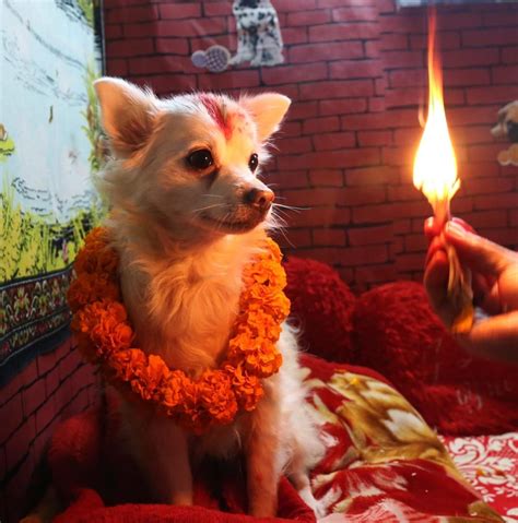 Dogs Are Celebrated At Nepals Kukur Tihar Festival Festival Dog