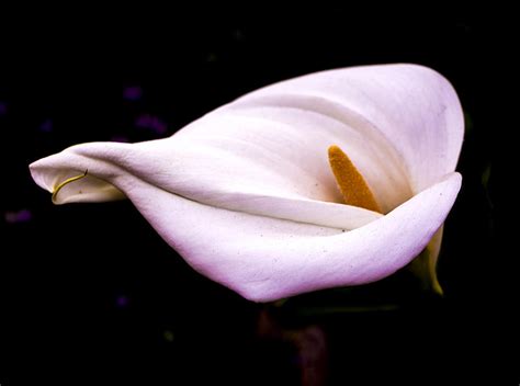 Pink Calla Lily Photograph By Venetia Featherstone Witty Fine Art America