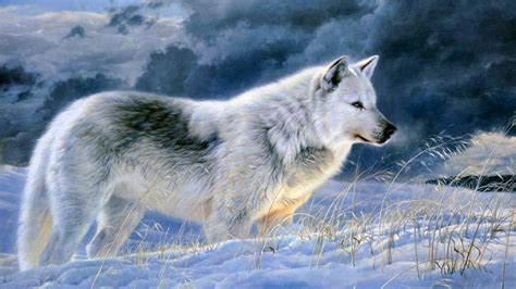 Grey Wolf Wallpapers Wallpaper Cave