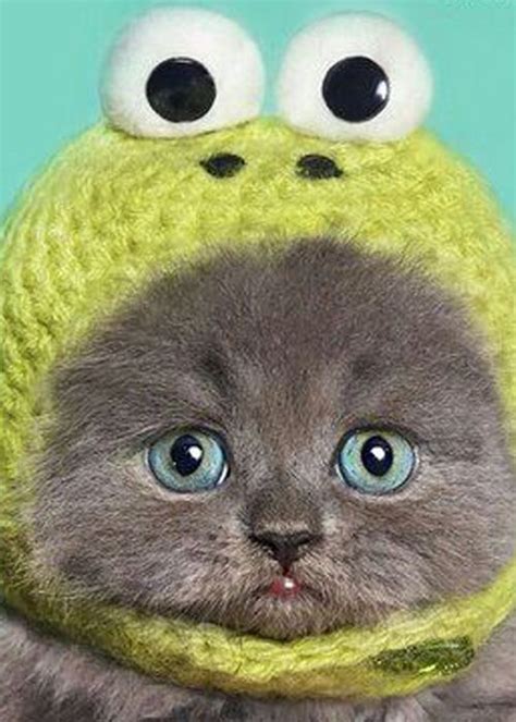 Woolly Frog Hat Cat Cute Animals Baby Animals Kittens