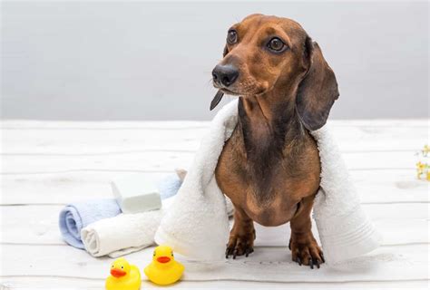 Mini Dachshunds Everything You Could Want To Know Embora Pets