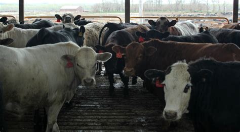 Ranchers File Antitrust Suit Against Beef Packers The Land Report