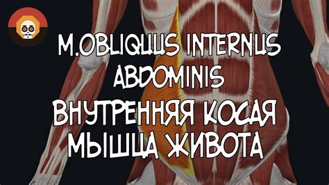 Внутренняя косая мышца живота Mobliquus Internus Abdominis 3d