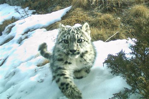 Our Best Snow Leopard Camera Trap Photos Snow Leopard Trust