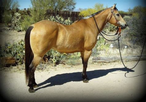 Buckskin Quarter Horse For Sale Pin On Buckskin 15h She Has Been