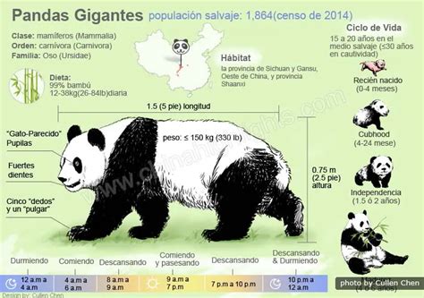 Panda Gigante Todas Cosas Que Quiere Saber Viaje A China Giant