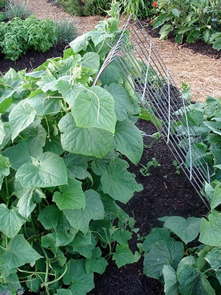 Make A Cucumber Tent Trellis Bonnie Plants
