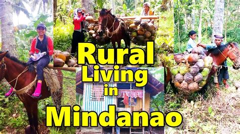 filipina life rural mindanao philippines coconut harvest youtube