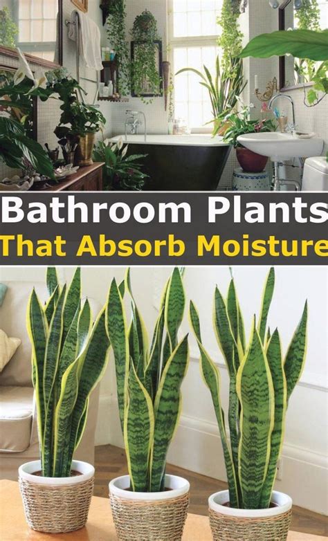 Indoor Plants Bathroom Plants That Absorb Moisture Renews