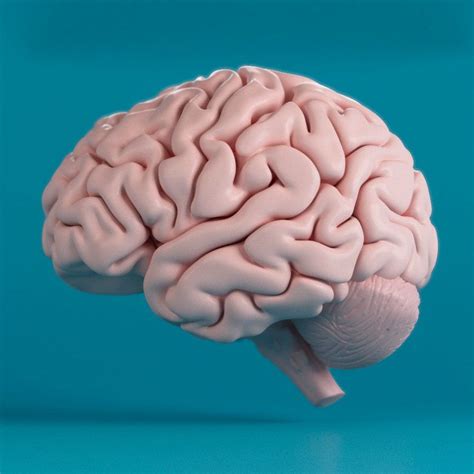 10 Brain 3d Model Free In Transparent Png 147kb Best Png Source