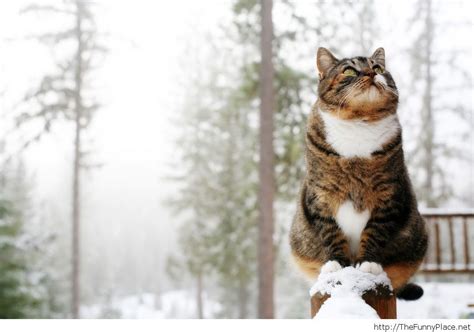 Winter Cat Hd Wallpaper Funny Thefunnyplace