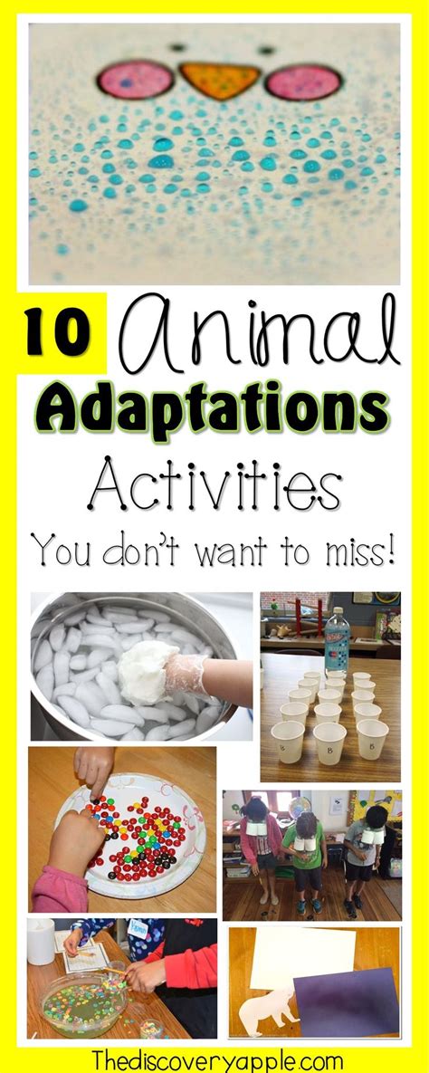 10 Exciting Animal Adaptations Activities And Resources The Discovery