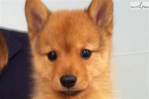 Jesse Finnish Spitz Puppy For Sale Near Lubbock Texas 17b48949 9641