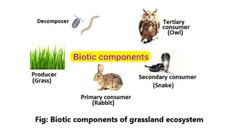 Biotic Components Of Grassland Ecosystem Science Query
