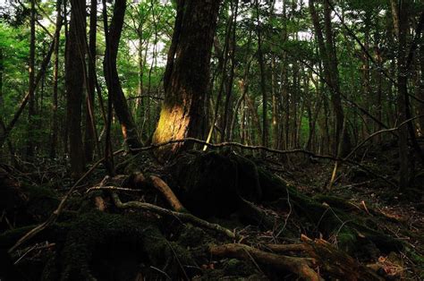 Aokigahara Wald Der Selbstmordwald In Japan Bilder Doku
