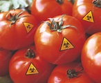 Genetically modified tomatoes - Stock Image - G260/0070 - Science Photo ...