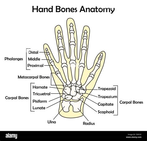 Hueso De La Mano Fotografías E Imágenes De Alta Resolución Alamy