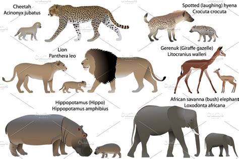 Animals On The Map Of Africa Custom Designed Illustrations ~ Creative