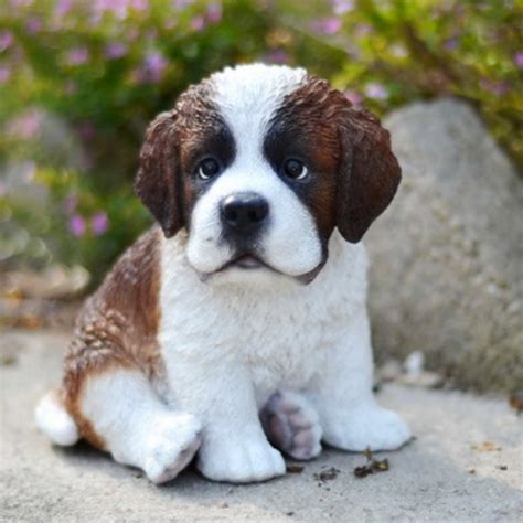 Saint Bernard Puppy