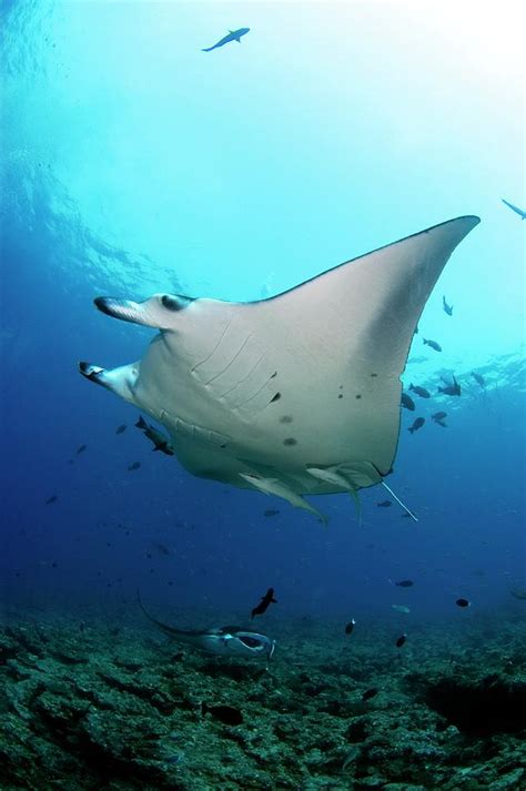 Manta Rays Swimming Over Reef Photograph By Scubazooscience Photo Library