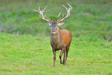 Red Deer Cervus Elaphus By Raimund Linke